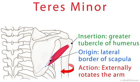 test for teres tear|actions of teres minor.